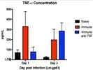 TNF alpha Antibody