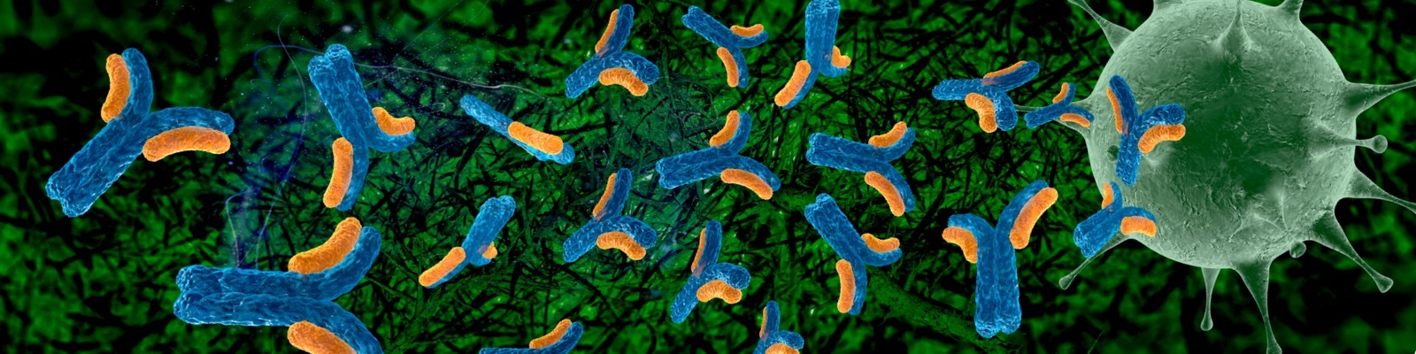  Techniques for LC-MS Characterization of mAbs
