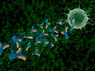 Techniques for LC-MS Characterization of mAbs