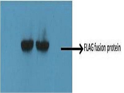 Use Of ANTIFLAG M2Peroxidase (HRP) Antibody To Probe FLAG Fusion