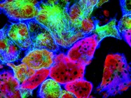 In Situ Hybridization Buyers Guide