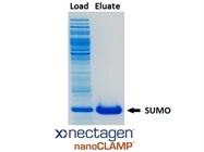 SUMO Affinity Resin