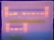 Taq Polymerase For Cloning Applications