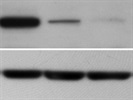 Excellent Antibody To Detect Beta-Actin To Demonstrate Equal Protein Loading In Western Blots