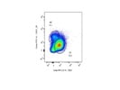 Follicular B Cells After Immunization