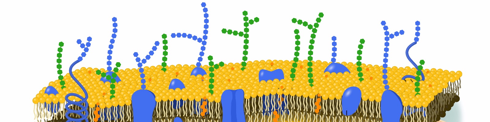  Advances Propel Glycomics Forward