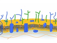 Advances Propel Glycomics Forward