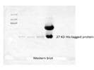 Determination Of His Tagged Proteins