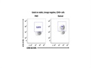 Superior Conjugated ST2 Antibody for Flow Cytometry