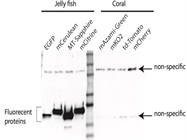 Very Good Bulk Mouse anti-GFP (A. victoria)