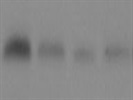 Survivin Antibody For Western Blotting