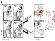 FACS Analysis of Immune Cells from Adipose Tissue