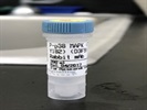 Time Course Effect Of Chemoattractant On Phosphorylation Of p38