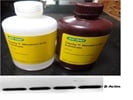 Clarity Western ECL Substrate For Developing The HRP Conjugate Immunoblot
