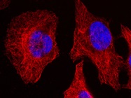Immunoassay in a Kit