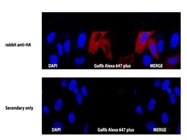 Highly Specific Anti-Rabbit Secondary Antibody