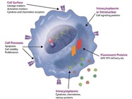 Personal Flow Cytometers Tackle a Multitude of Applications