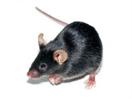 The Importance of Genetic Background in Mouse Models
