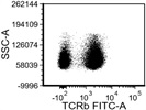 Consistent TCR beta Antibody
