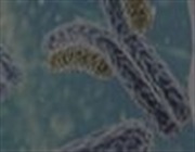 6 Tips for Culturing Monocytes, Dendritic Cells, Bone Marrow, and More