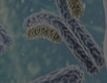  6 Tips for Culturing Monocytes, Dendritic Cells, Bone Marrow, and More
