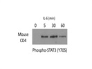 Detection Of Phospho-STAT3 From Mouse CD4 T Cells