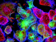 How to Set Up and Run a Successful Cell Culture Lab