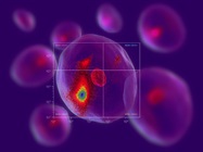 Complement your flow antibodies panel with Super Bright