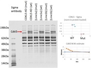 CDKL5 Western Blot Antibody