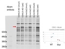Anti-CDKL5 Antibody