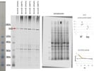 A Good Antibody To Detect GRM5 (MGluR5) In Rat