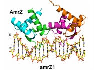 Methods for Detecting DNA-Protein Interactions