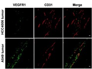 Great Secondary Antibody for Confocal Imaging