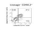GATA3 Antibody