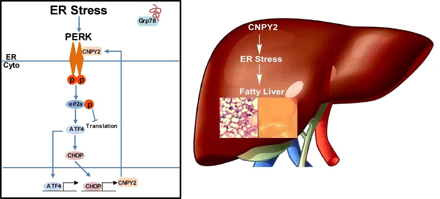PERK-CHOP Pathway