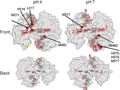 x-ray footprinting mass spectrometry