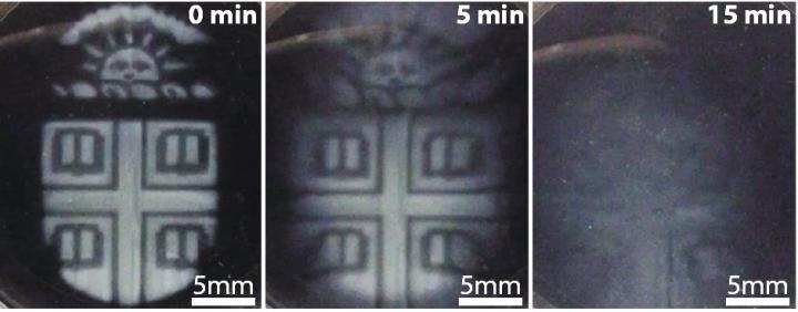 dynamic cell culture