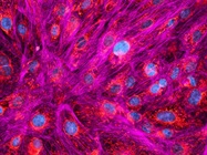 Advances in iPS Cells: Tools and Applications