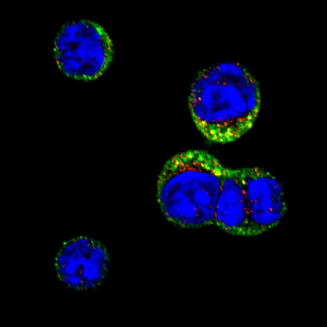 DNA repair