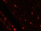 Rat Skin Wound CD68 Staining