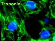 The Next Frontier in 3D Cell Culture