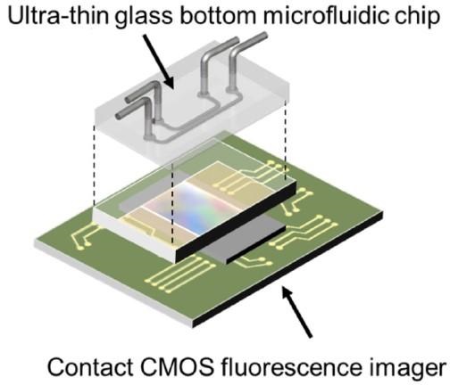 fluorescence microscopy