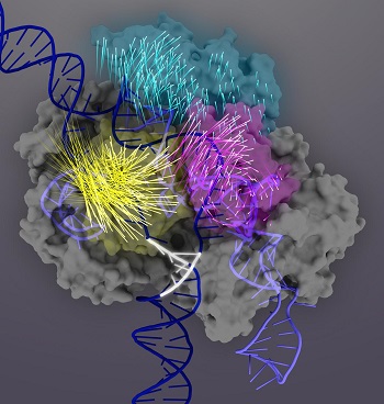CRISPR-Cas9 advances