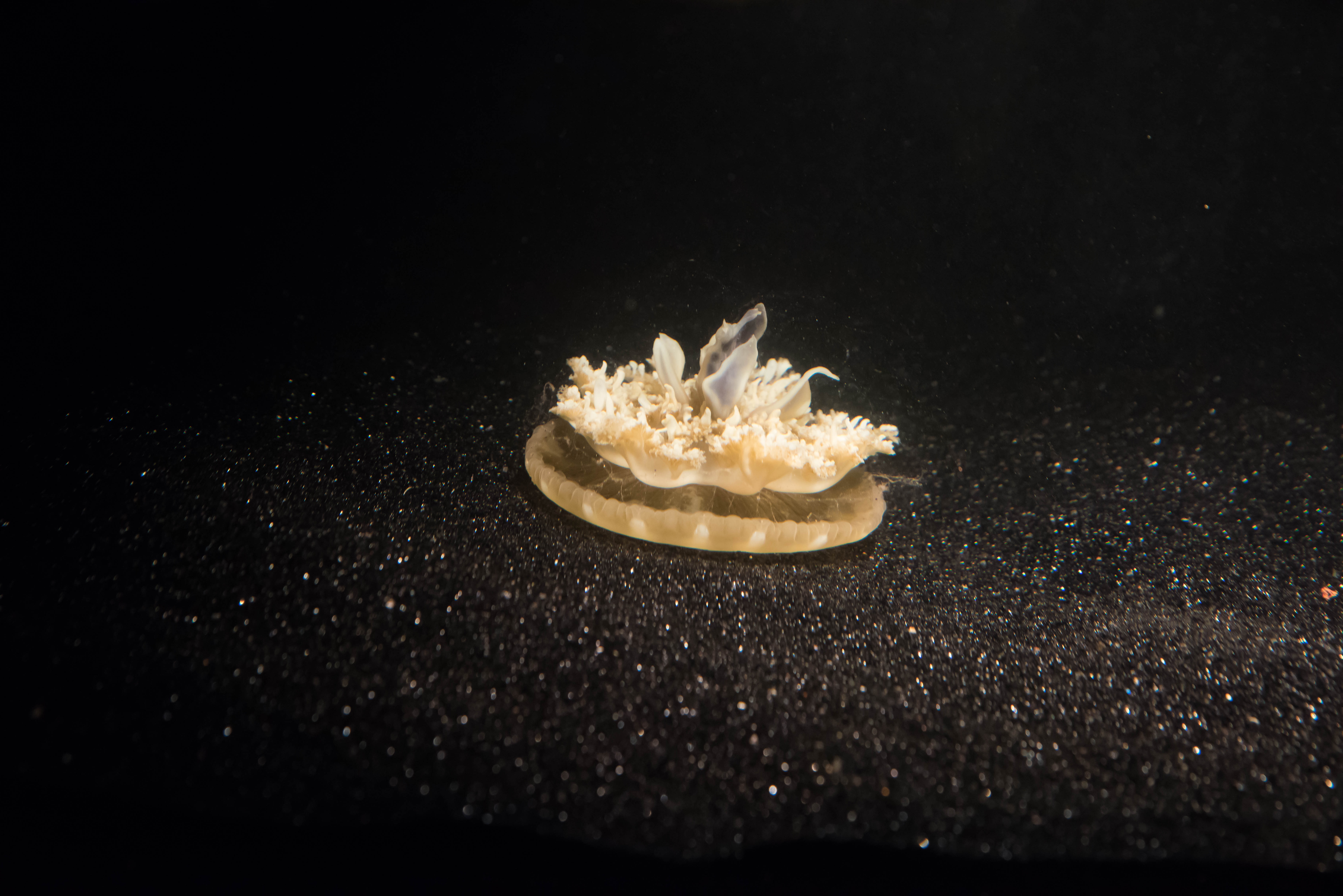 jellyfish