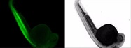 Considerations for Zebrafish Imaging