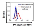 Good Antibody For Flow Cytometry Analysis Of Phospho MTOR