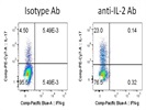 Anti-IL-2 Antibody