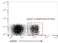 CD3 Antibody