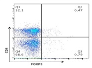 Anti-Mouse FOXP3 Antibody