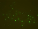 Good Antibody